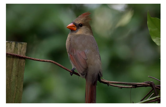 Female Northern Cardinal