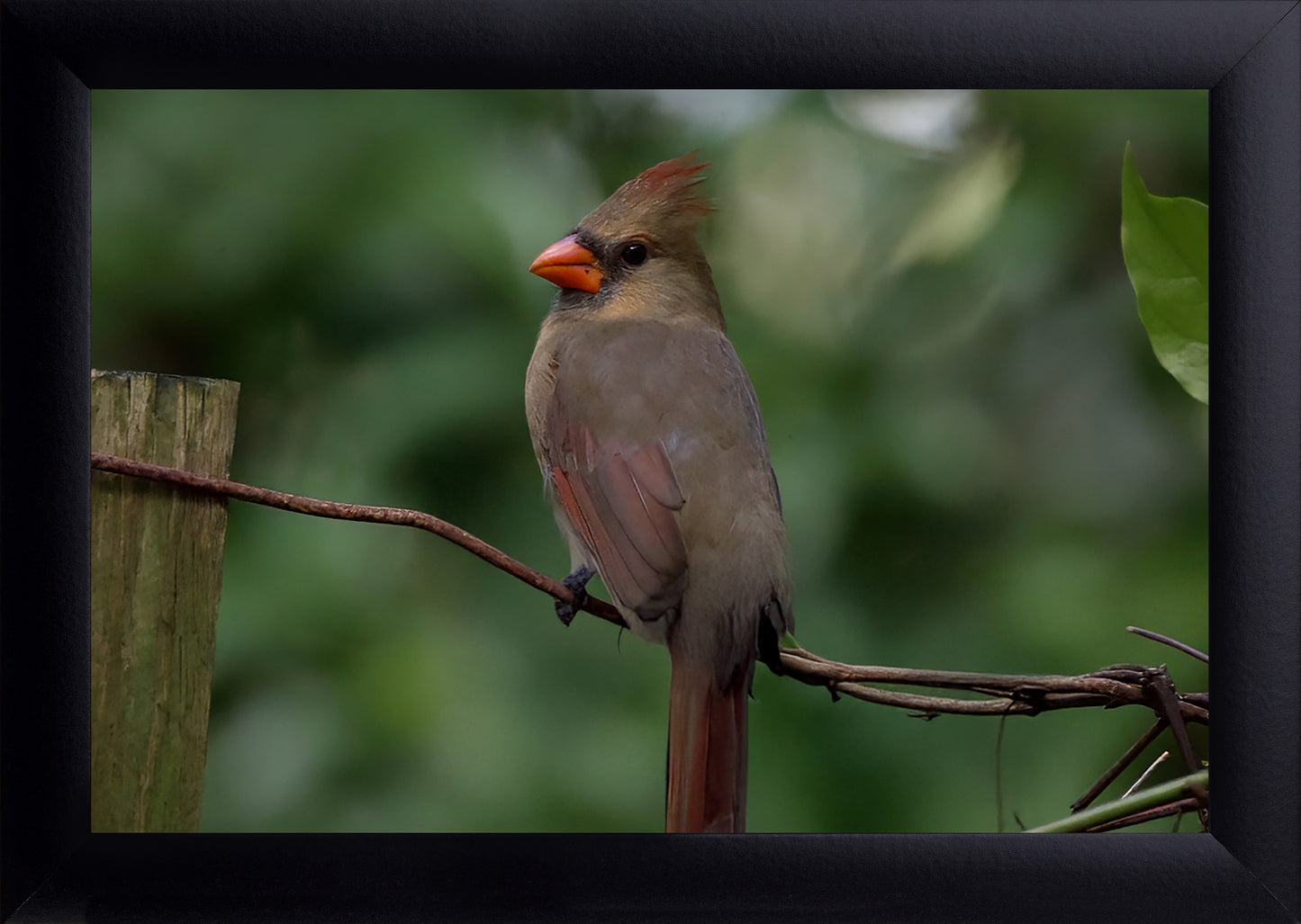 Female Northern Cardinal