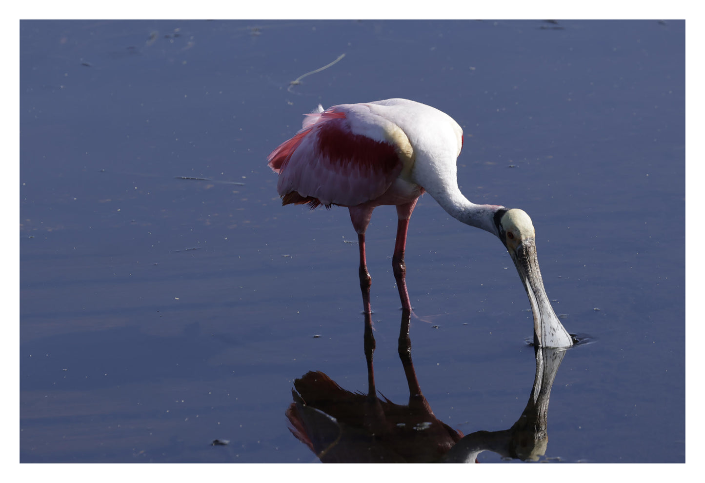 Spoonbill Art