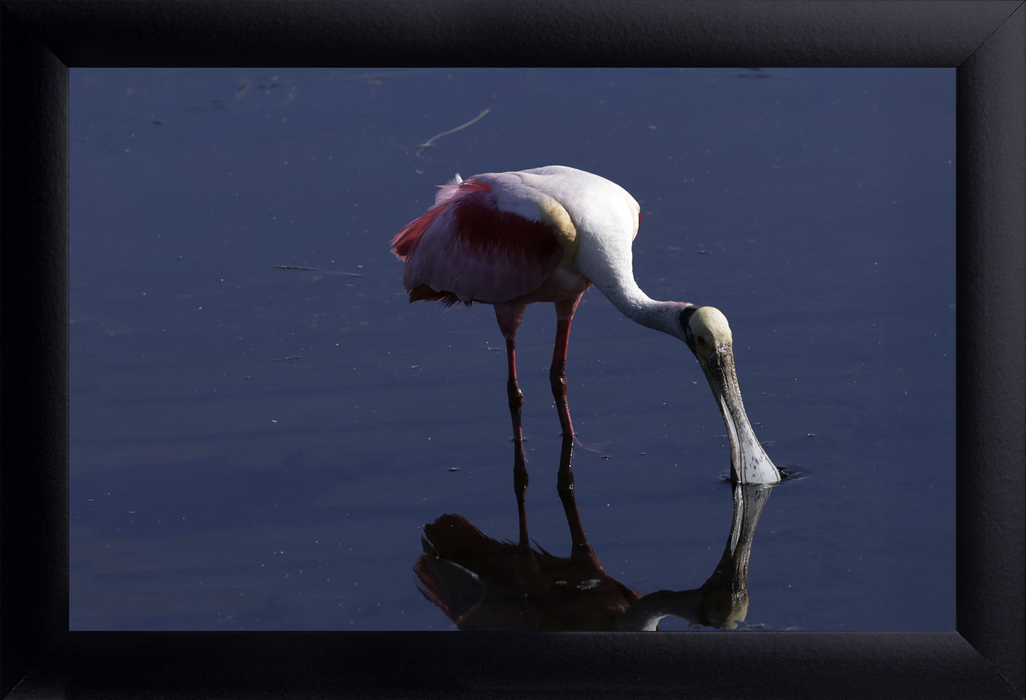 Spoonbill Art