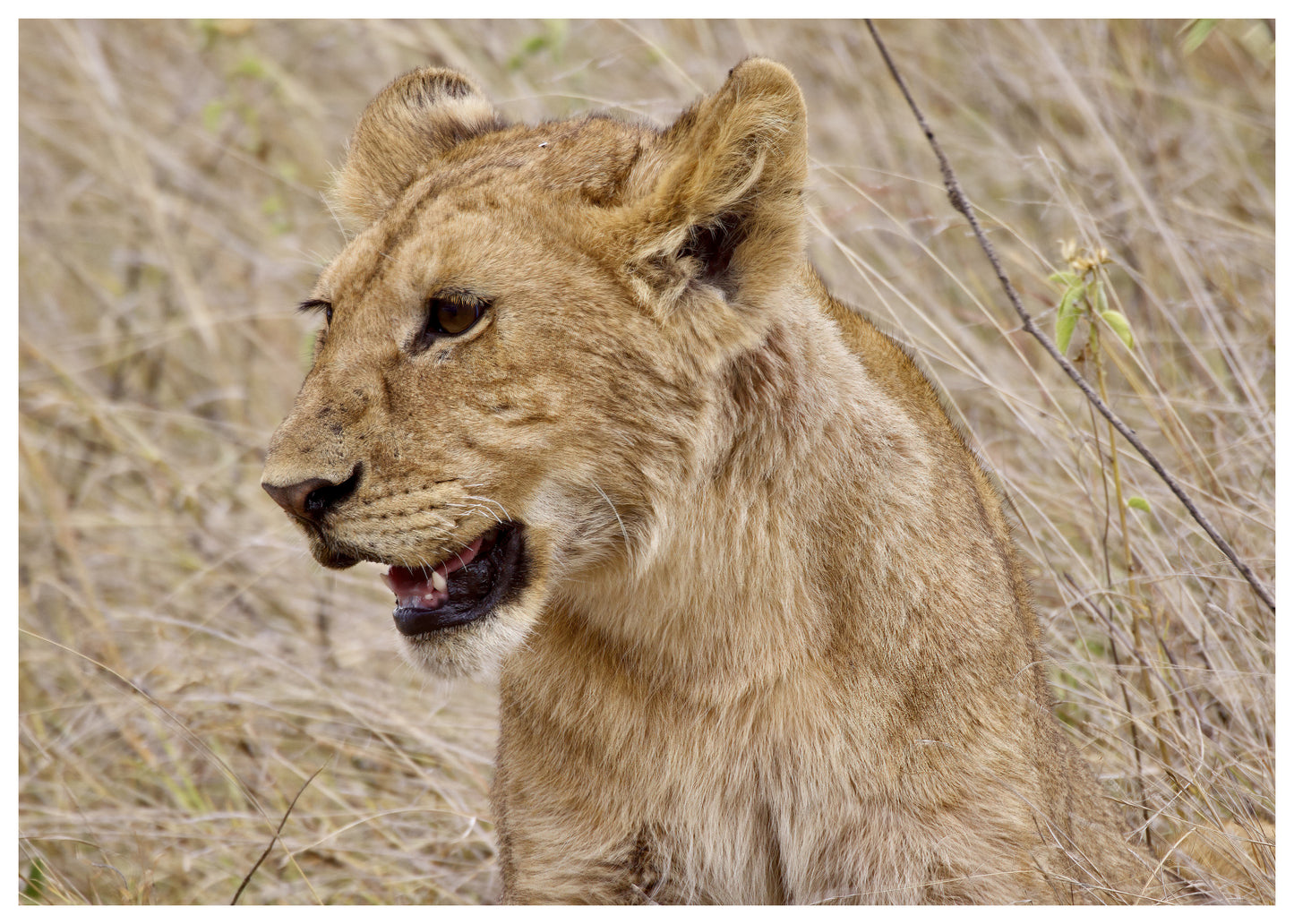 Lion Cub Picture