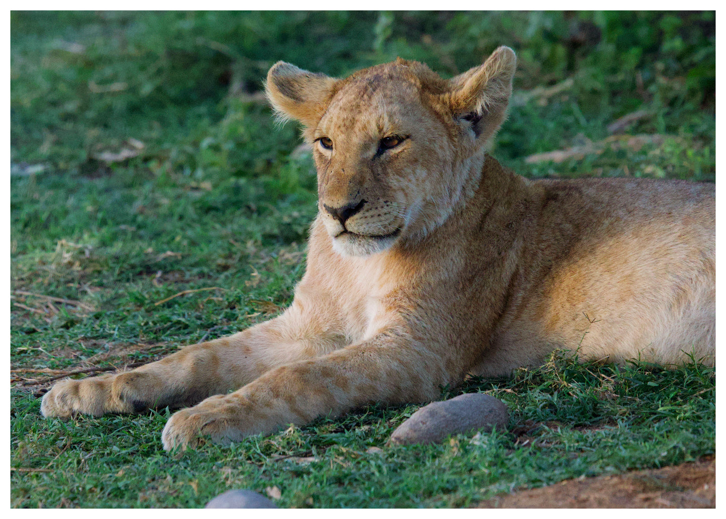 Relaxed Lion