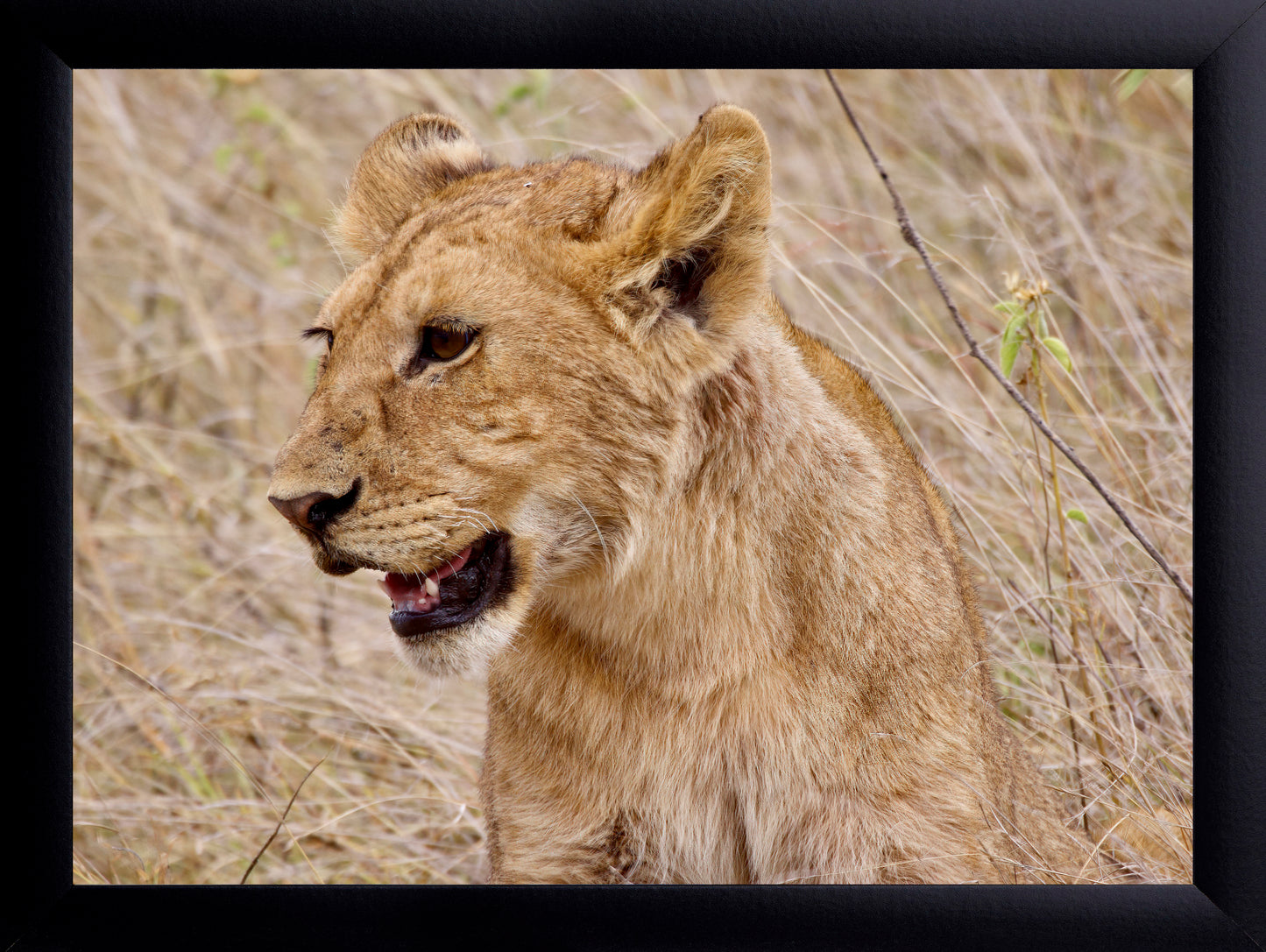 Lion Cub Picture