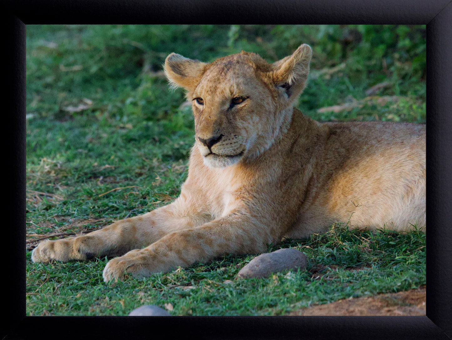 Relaxed Lion