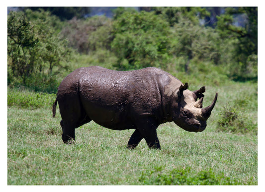 African Black Rhinoceros