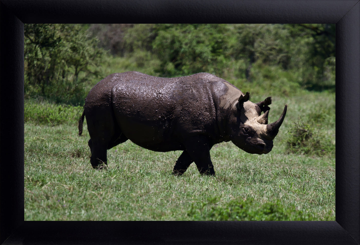 African Black Rhinoceros