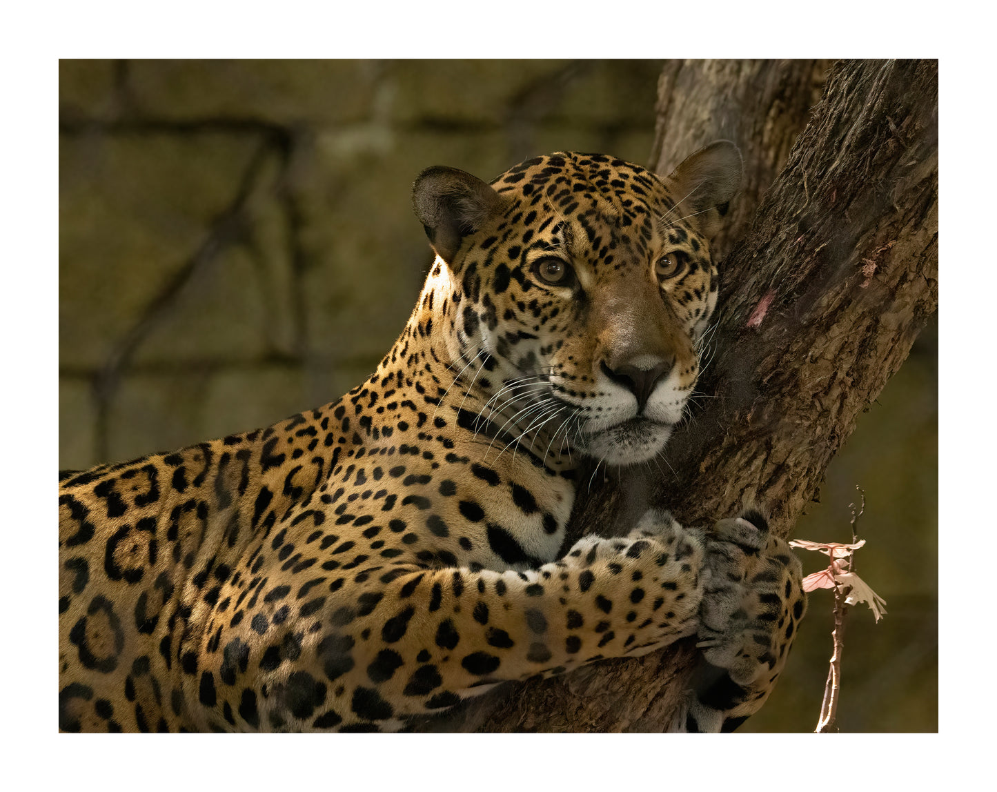Jaguar Print