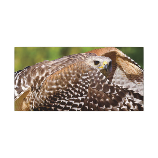 Red-Shouldered Hawk Canvas