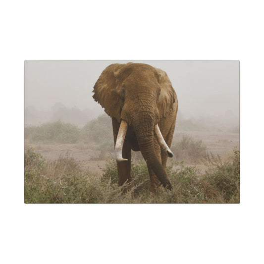 African Elephant Canvas
