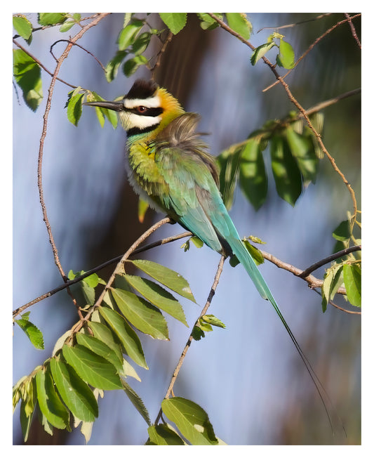 White-Throated Bee-Eater