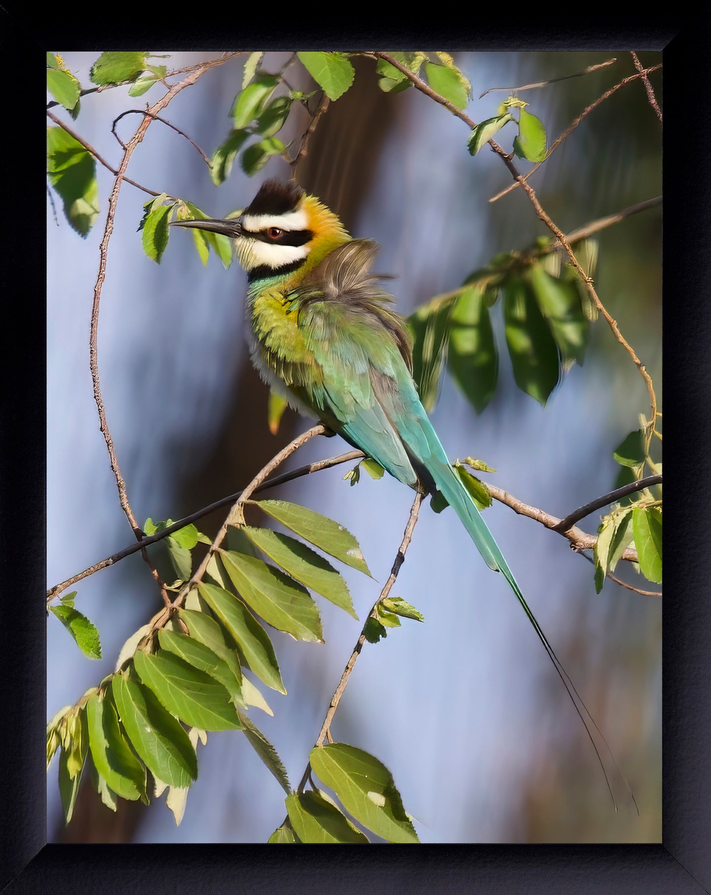 White-Throated Bee-Eater