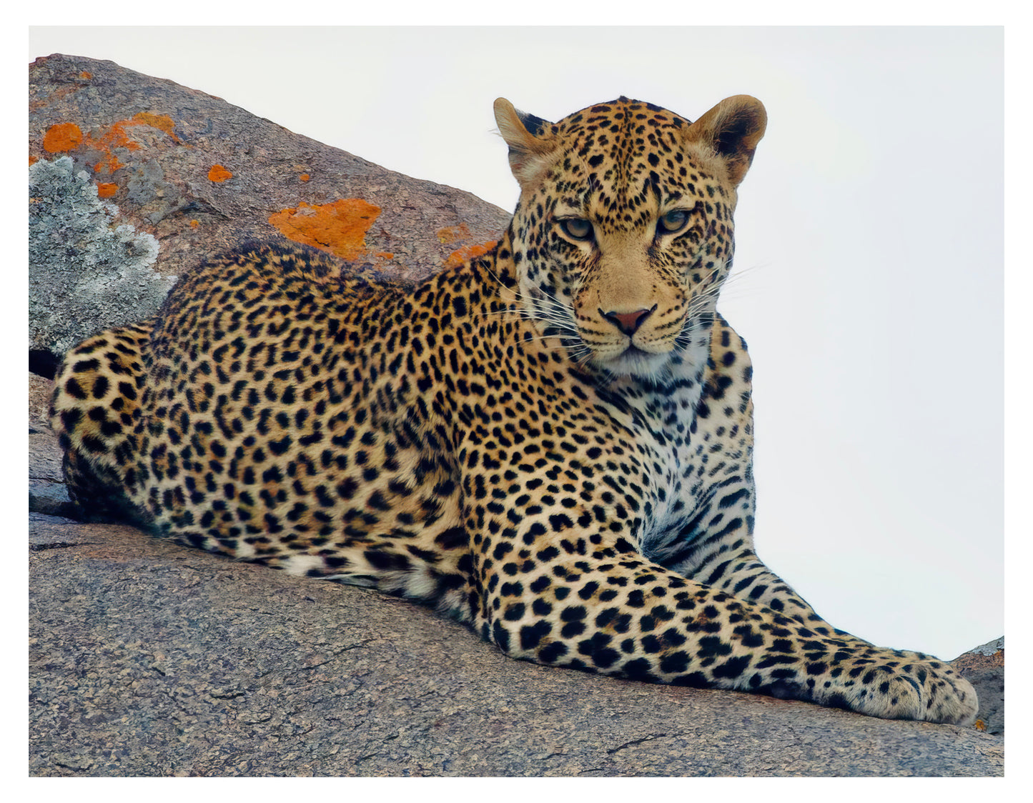 Leopard Wall Art