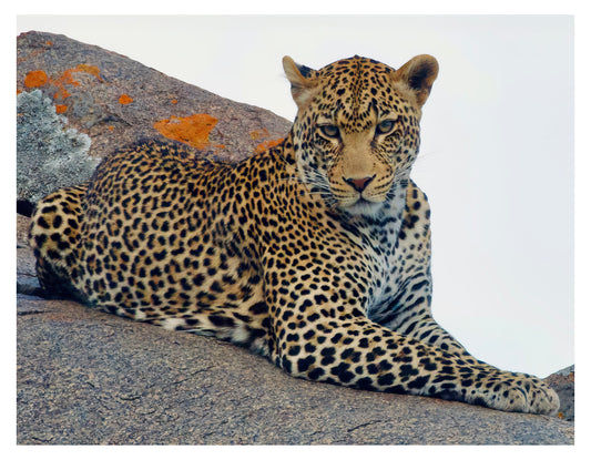 Leopard Wall Art