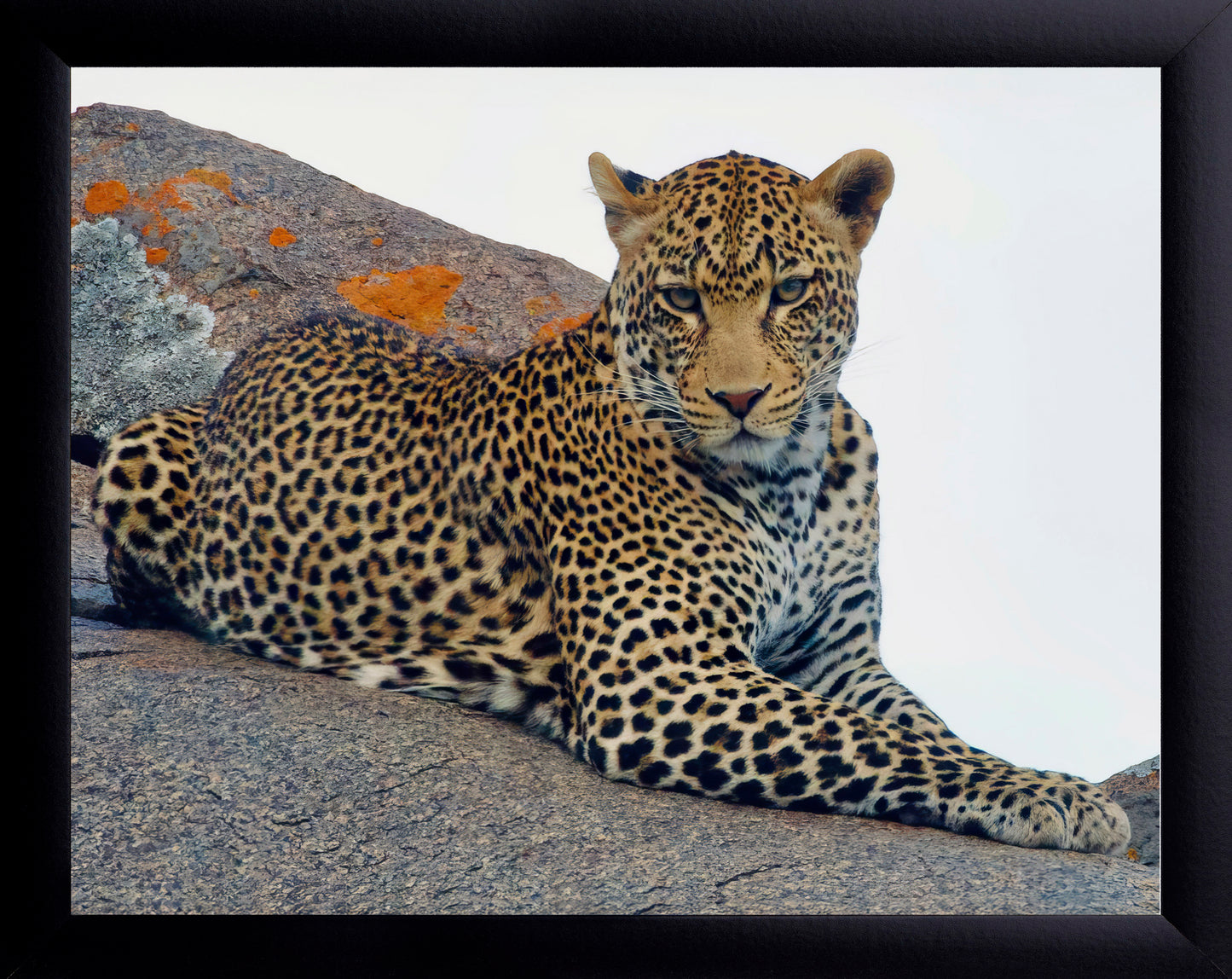 Leopard Wall Art