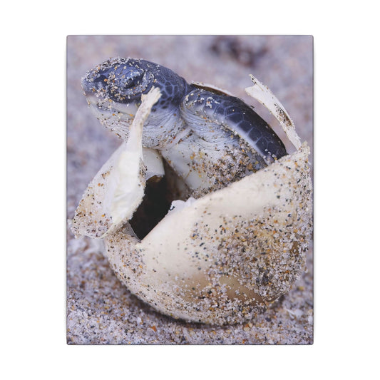 Hatching Sea Turtle Canvas