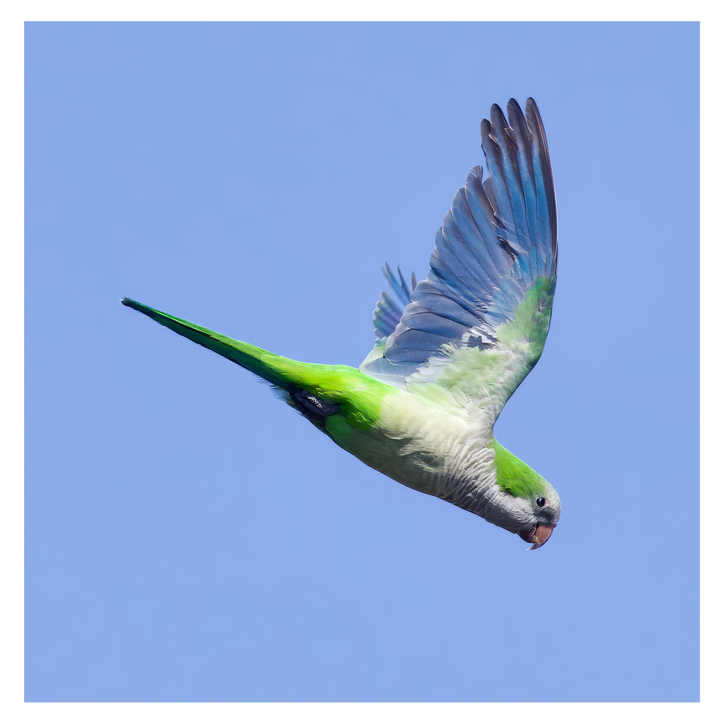 Monk Parakeet