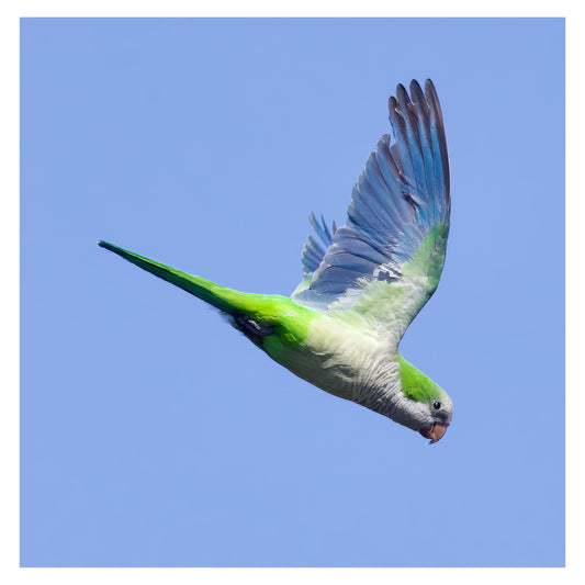 Monk Parakeet