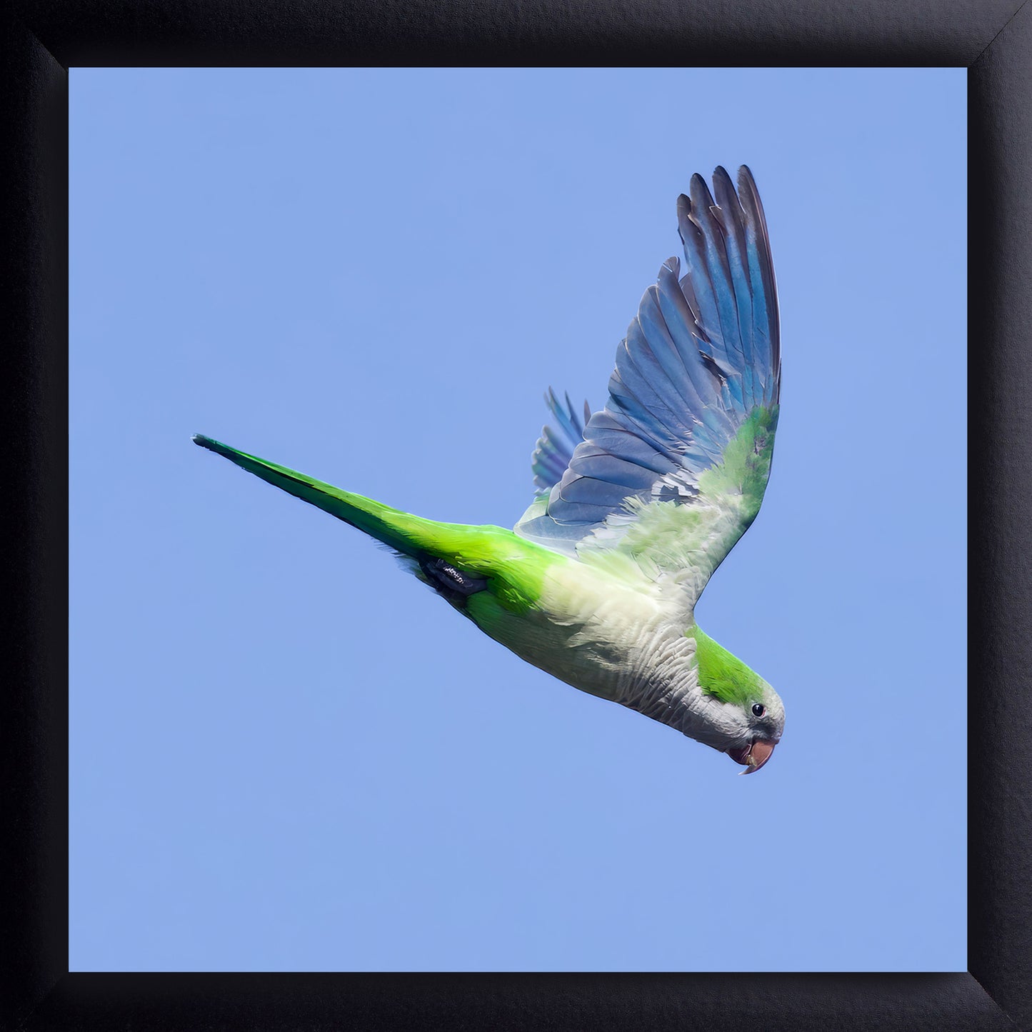 Monk Parakeet