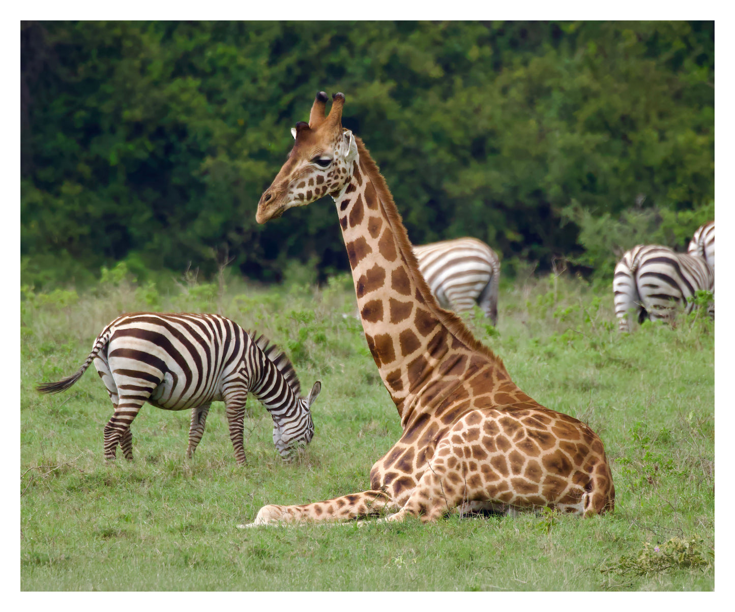 Giraffe and Zebras