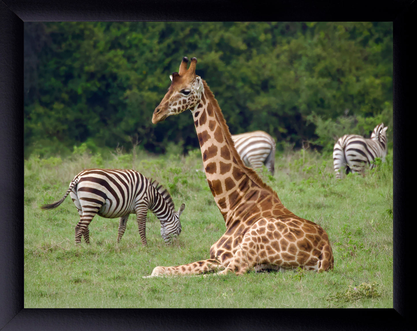 Giraffe and Zebras