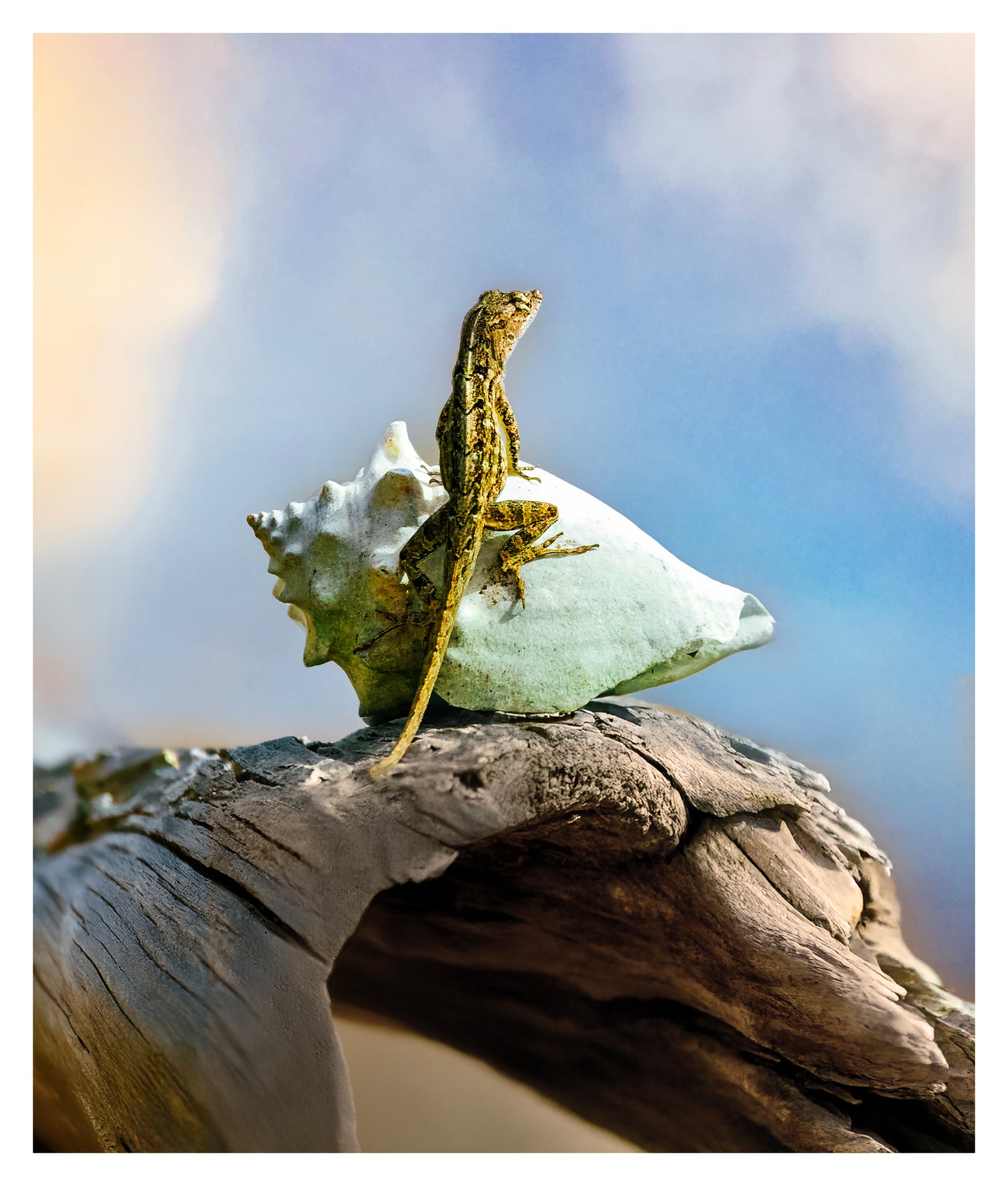 Brown Anole