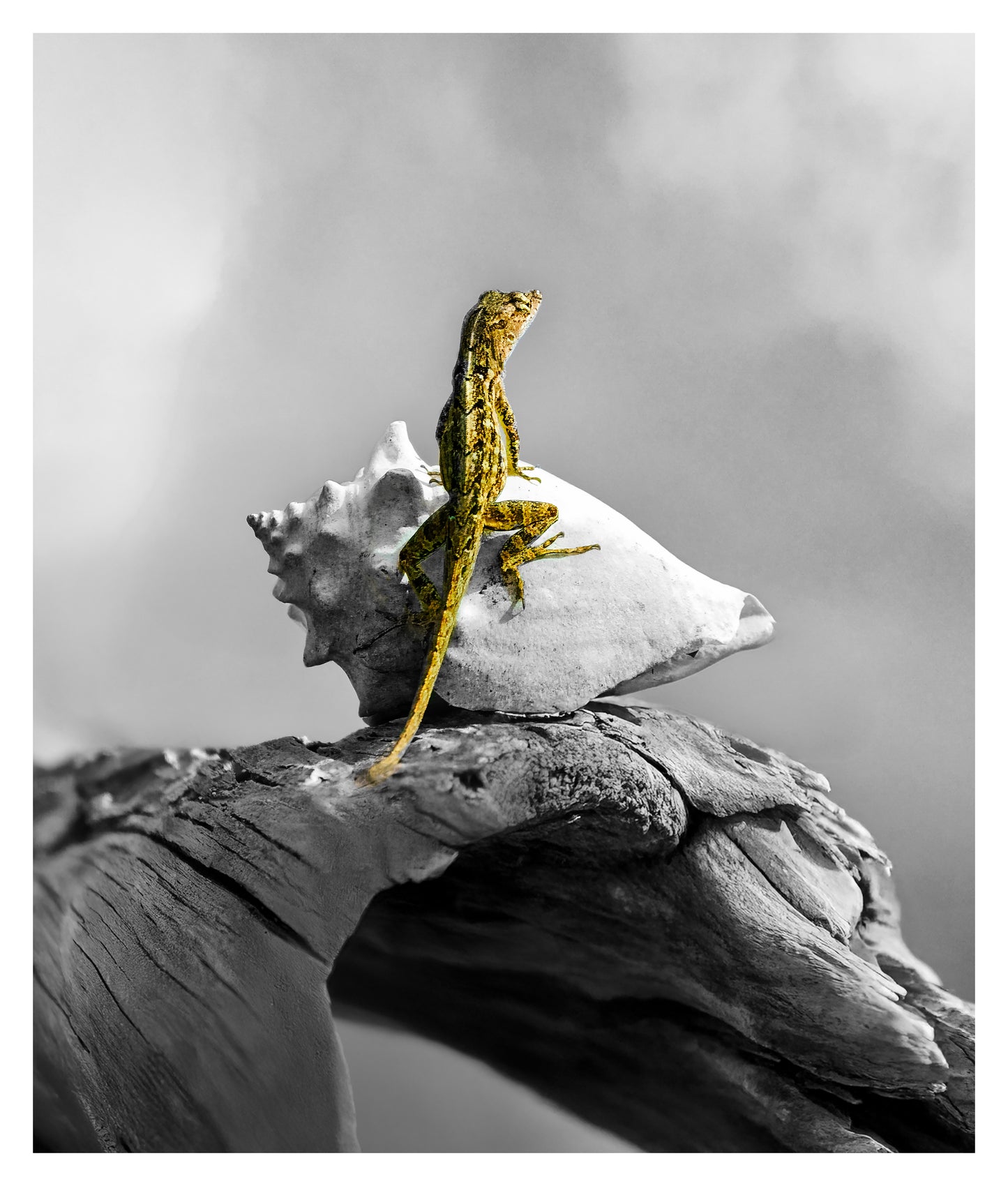 Brown Anole