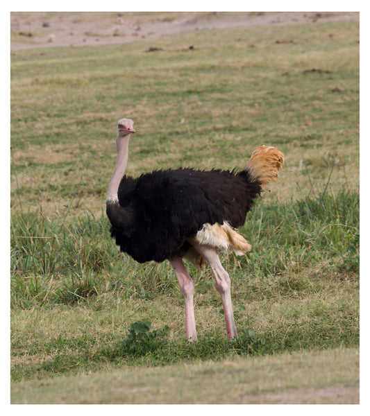 African Ostrich