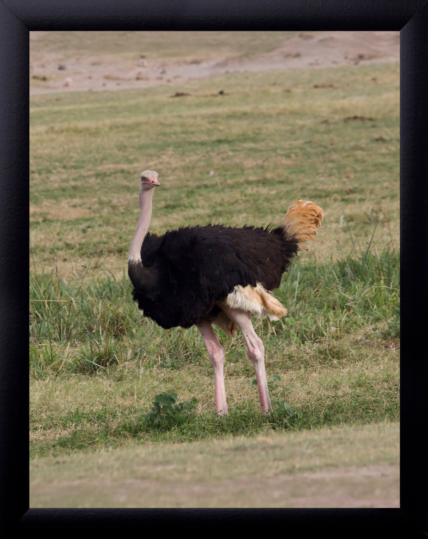 African Ostrich
