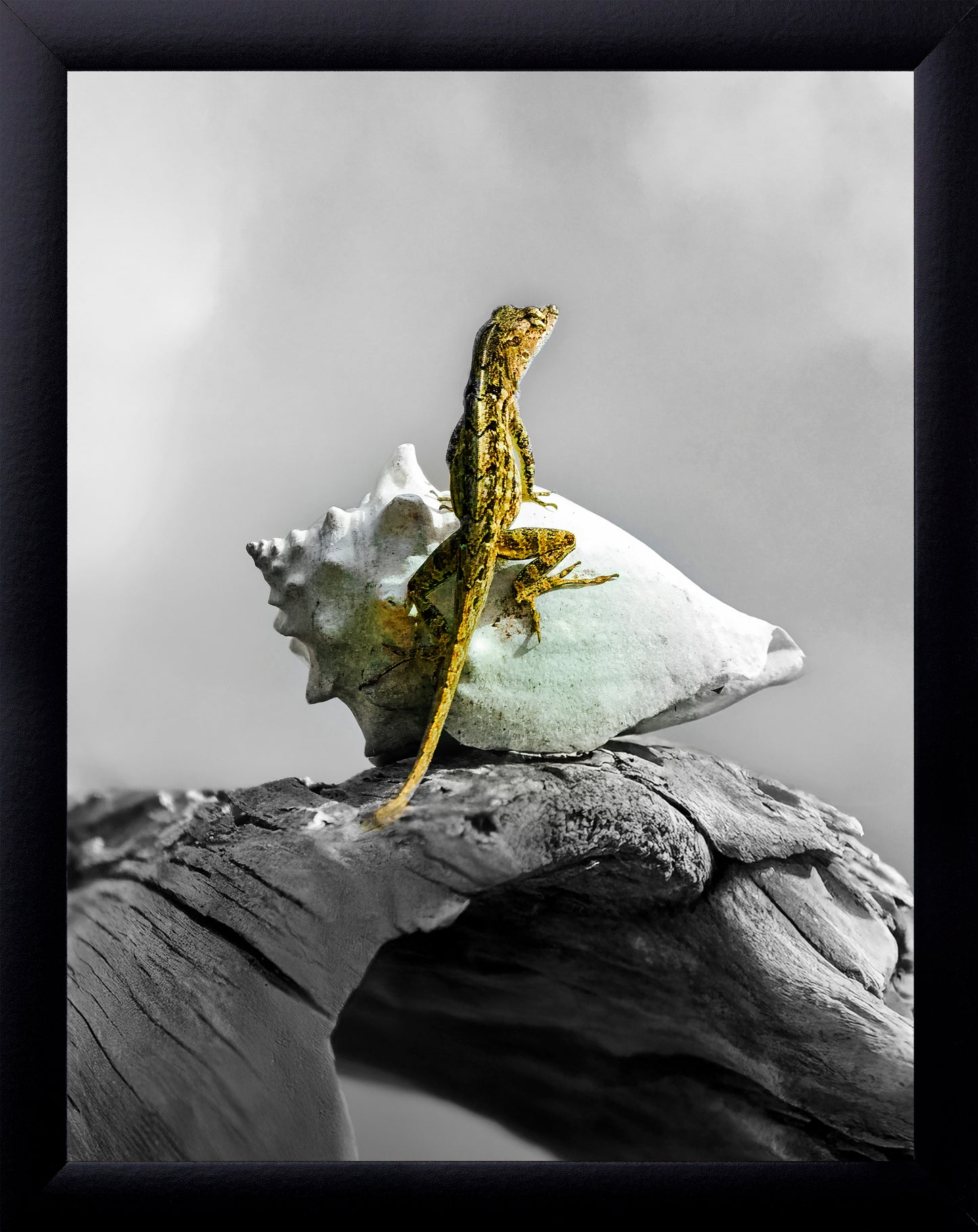 Brown Anole
