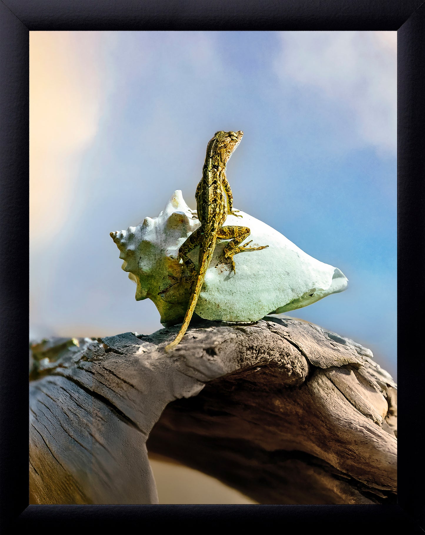 Brown Anole
