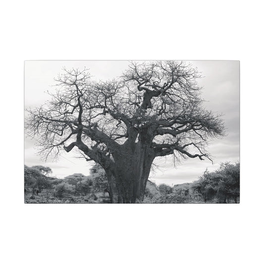 Baobab Tree Canvas