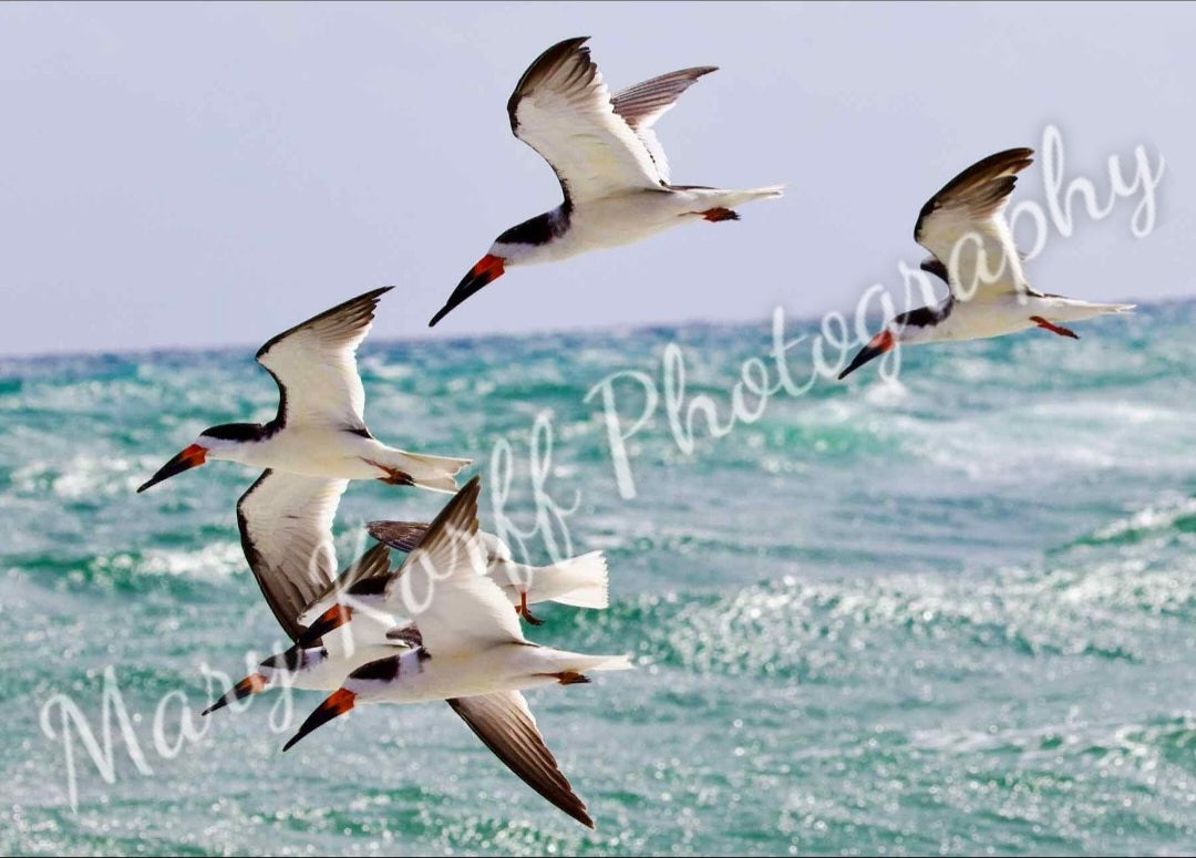 Skimmers 16x20 Mary Korff Photography