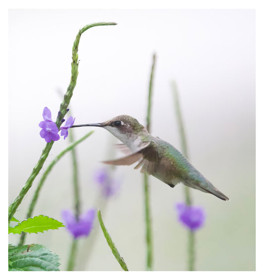 Female Ruby-Throated Hummingbird