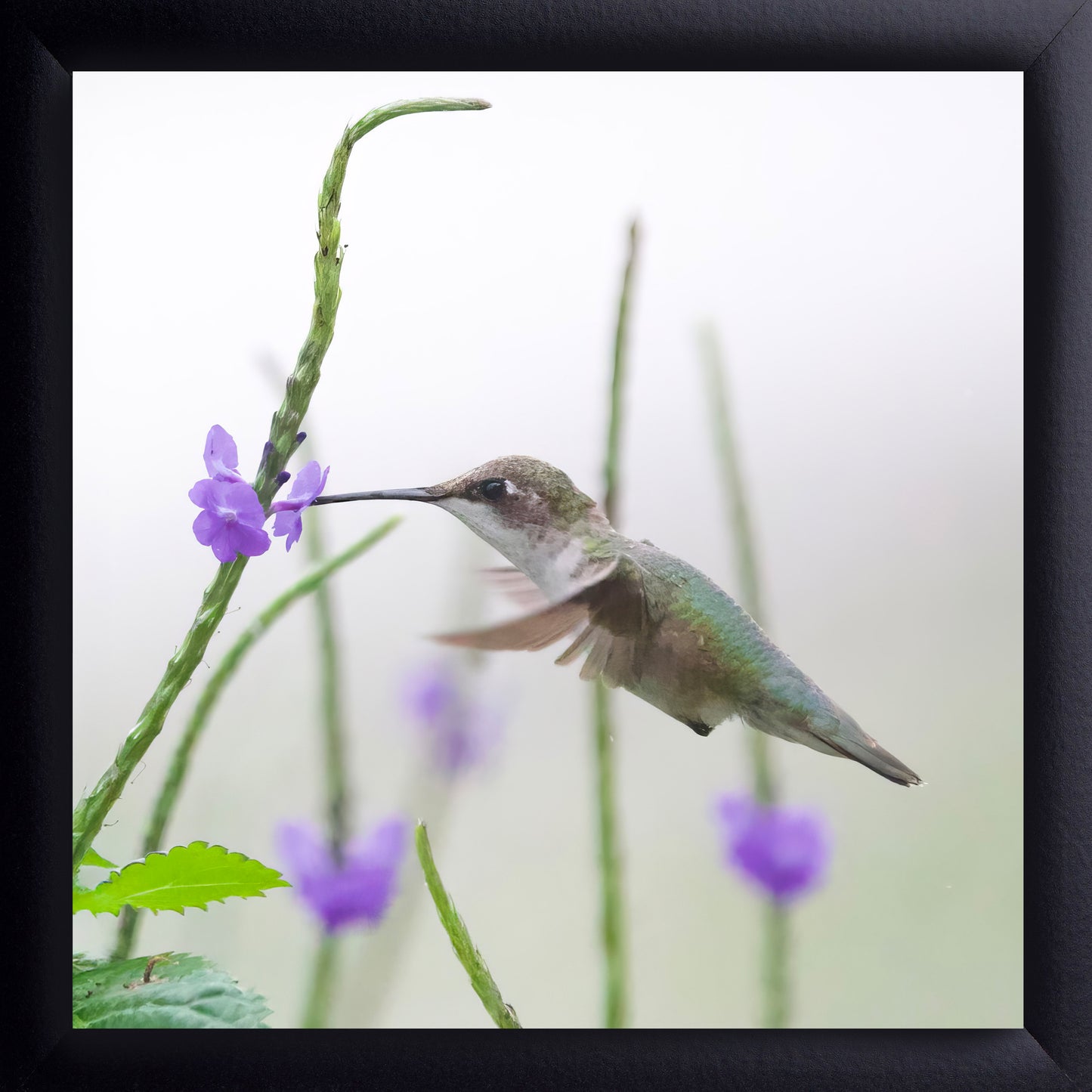 Female Ruby-Throated Hummingbird