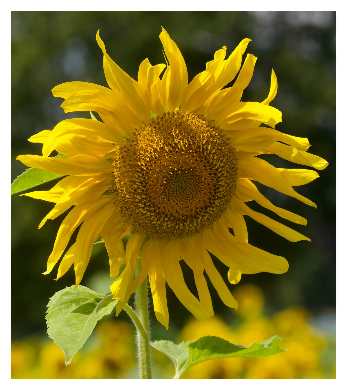 Sunflower Print