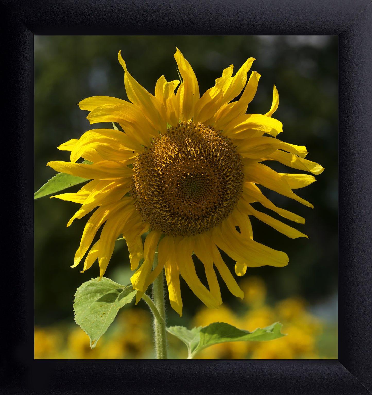 Sunflower Print