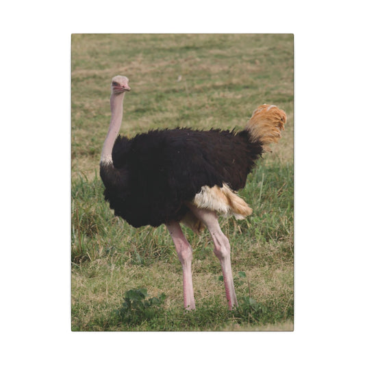 African Ostrich Canvas
