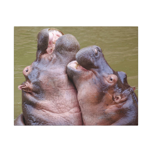 Hippos Hugging Canvas