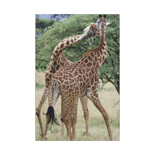 Giraffe Fight Canvas