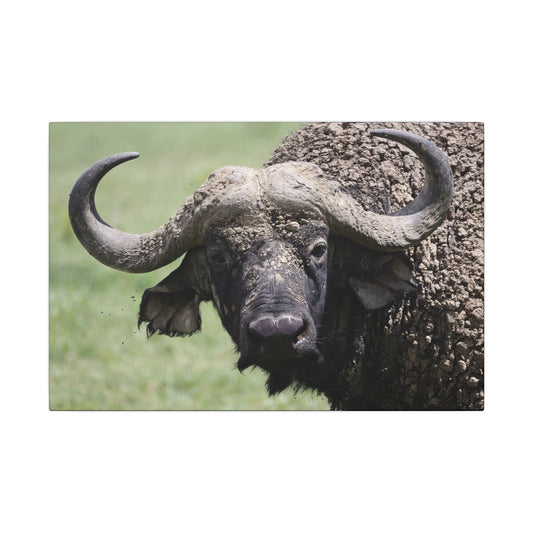Buffalo Wall Art Canvas