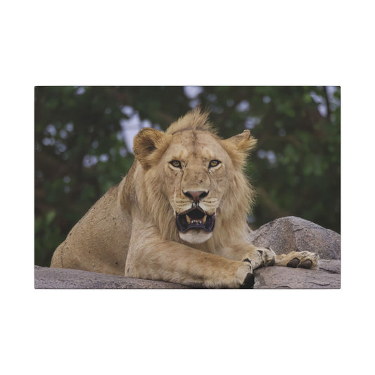 Barbary Lion Canvas