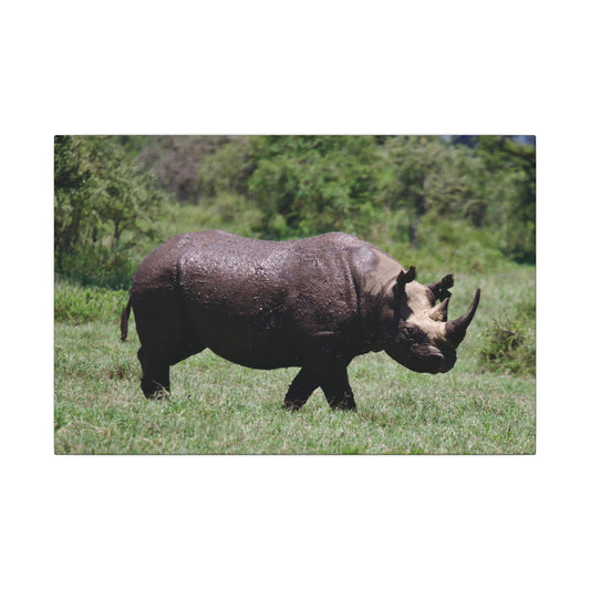 African Black Rhinocerous Canvas