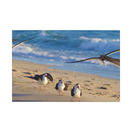 Black Skimmers Canvas