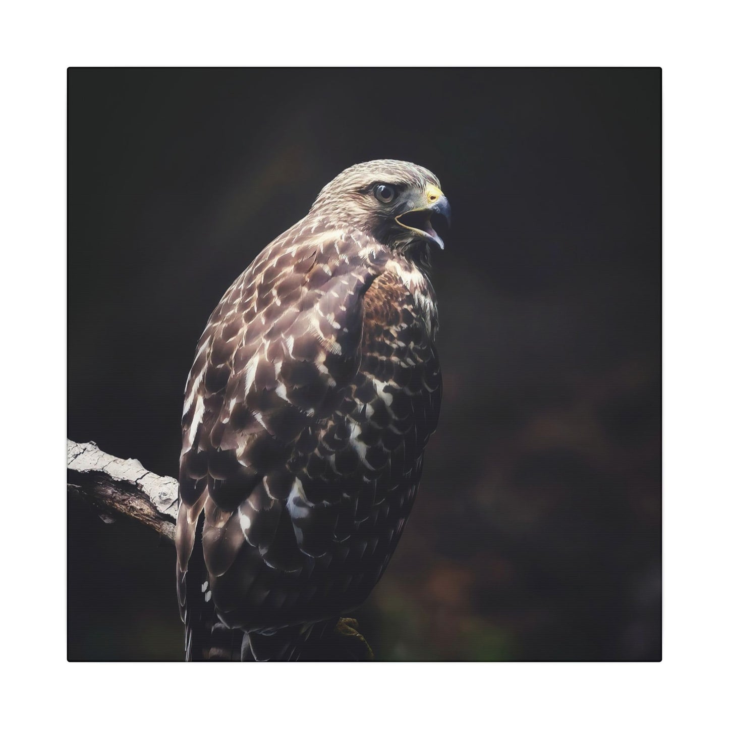 Red Tailed Hawk Canvas