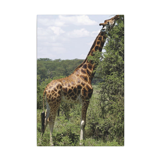 Giraffe Eating Canvas