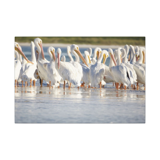 Great White Pelicans Canvas