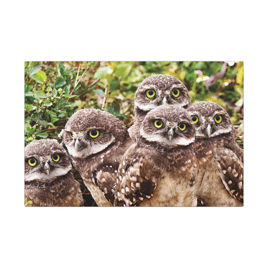 Burrowing Owls Canvas