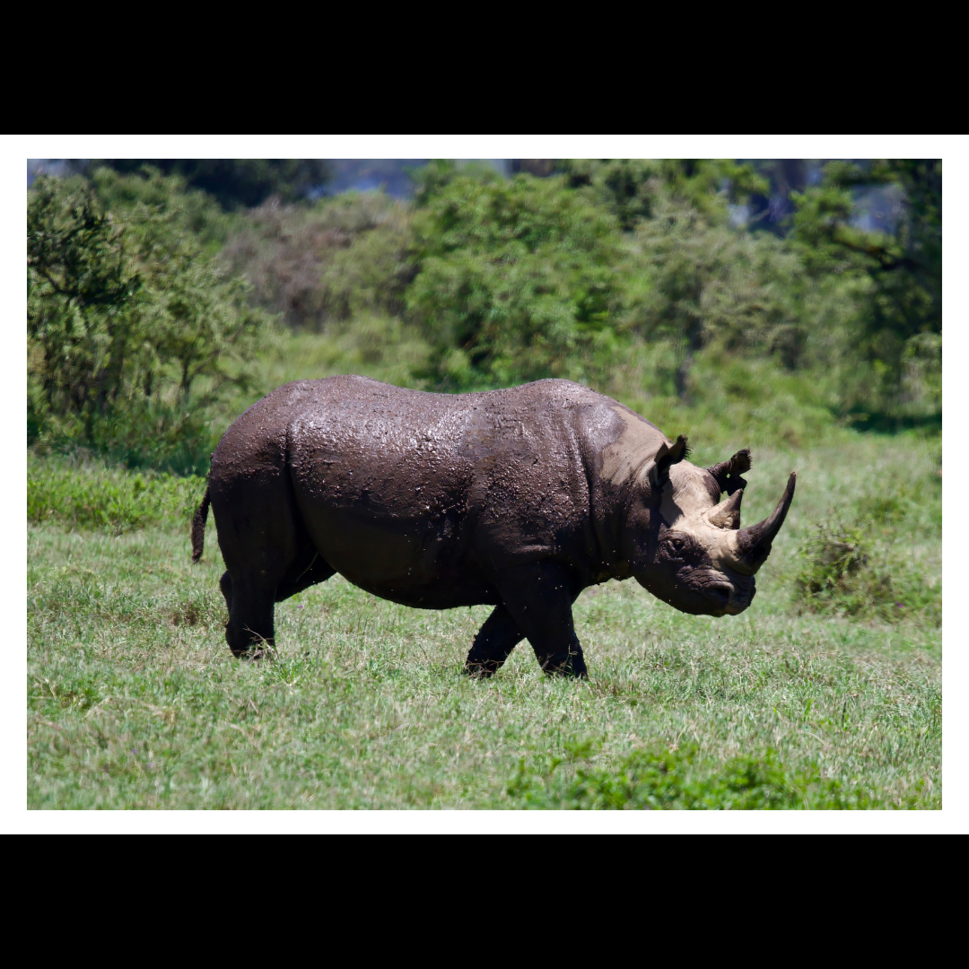 African Black Rhinoceros