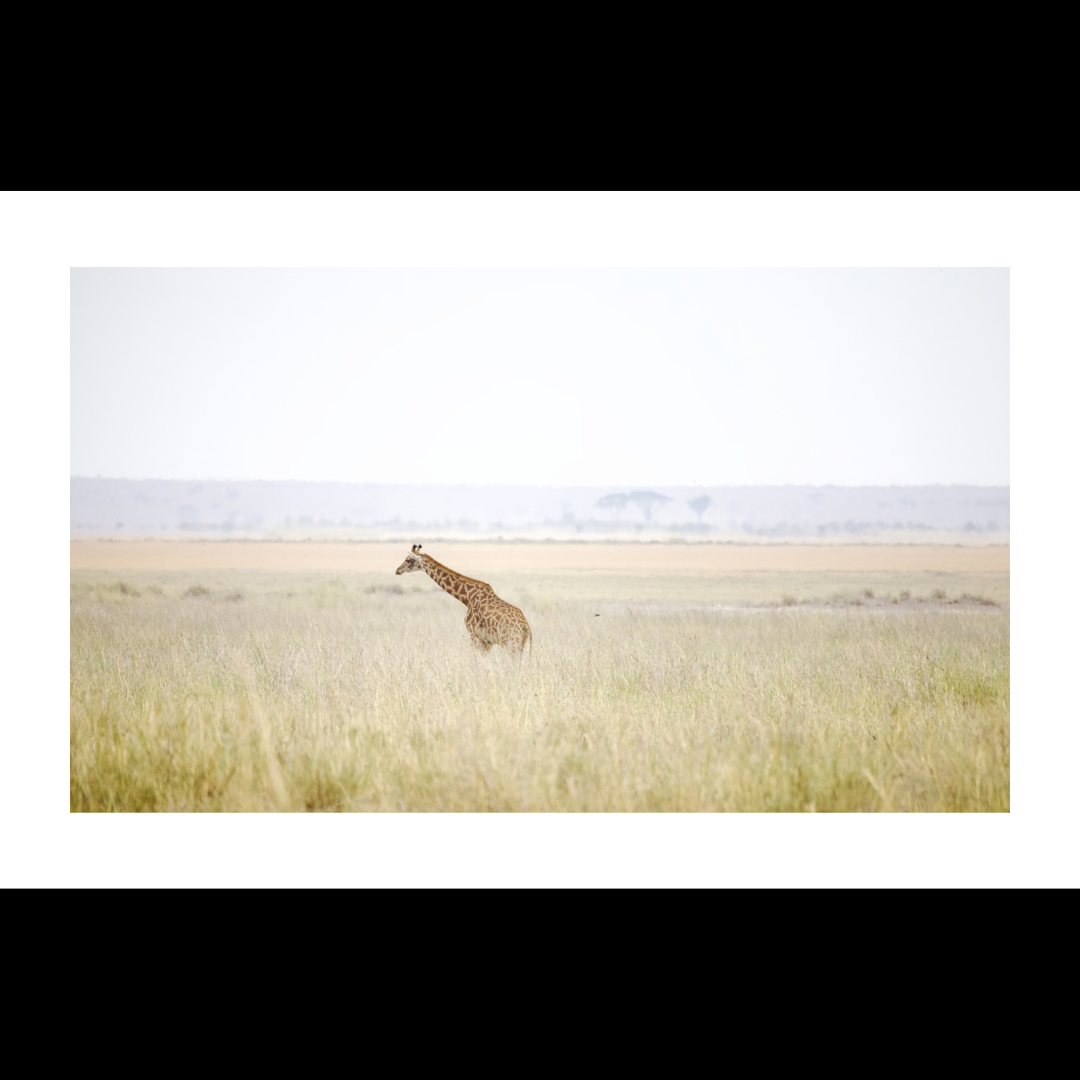 African Giraffe