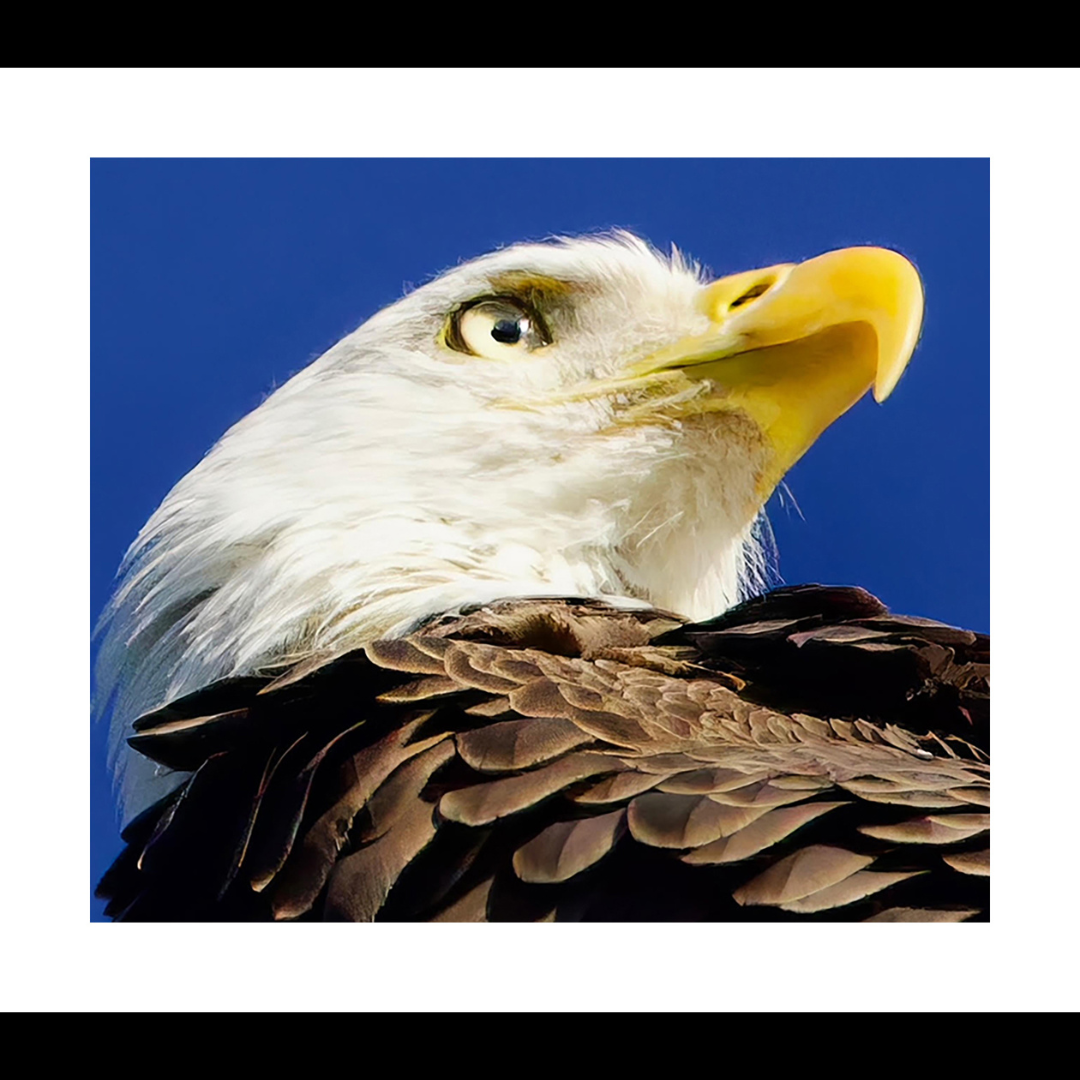 American Bald Eagle